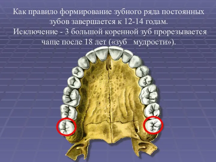 Как правило формирование зубного ряда постоянных зубов завершается к 12-14 годам. Исключение
