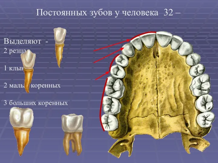 Постоянных зубов у человека 32 – Выделяют - 2 резца 1 клык