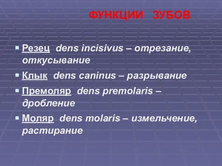 ФУНКЦИИ ЗУБОВ Резец dens incisivus – отрезание, откусывание Клык dens caninus –