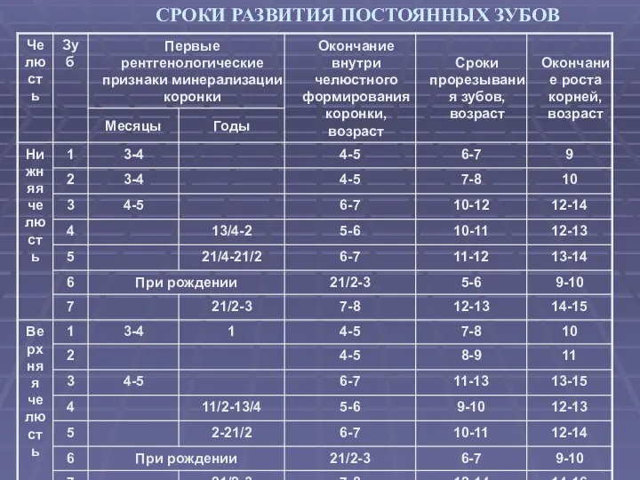 СРОКИ РАЗВИТИЯ ПОСТОЯННЫХ ЗУБОВ