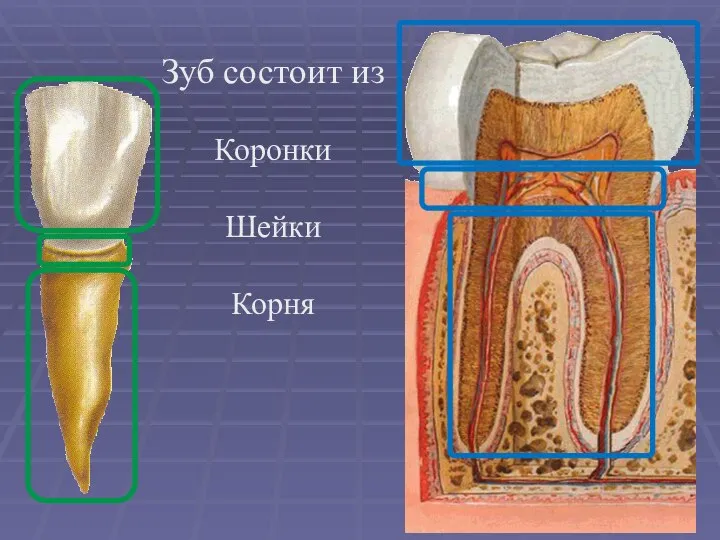 Зуб состоит из Коронки Шейки Корня