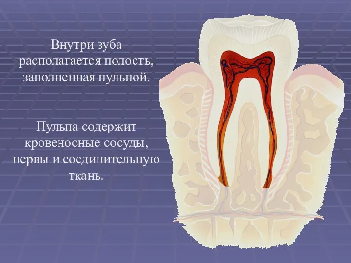 Внутри зуба располагается полость, заполненная пульпой. Пульпа содержит кровеносные сосуды, нервы и соединительную ткань.