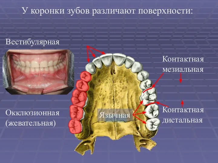 У коронки зубов различают поверхности: Вестибулярная Окклюзионная (жевательная) Язычная Контактная мезиальная Контактная дистальная