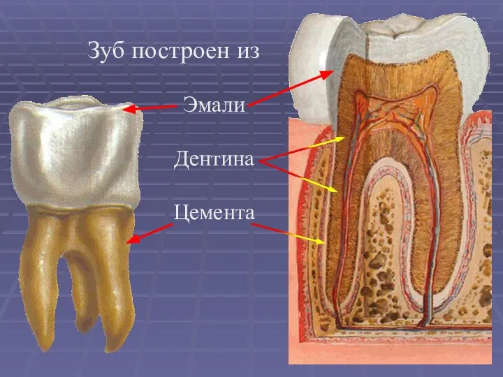 Зуб построен из Эмали Дентина Цемента