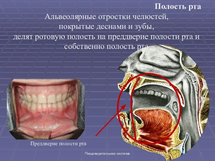 Пищеварительная система Полость рта Альвеолярные отростки челюстей, покрытые деснами и зубы, делят