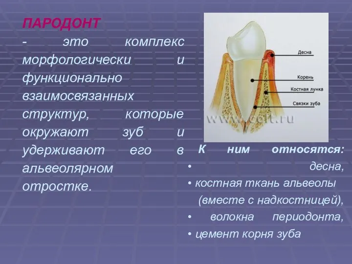 ПАРОДОНТ - это комплекс морфологически и функционально взаимосвязанных структур, которые окружают зуб