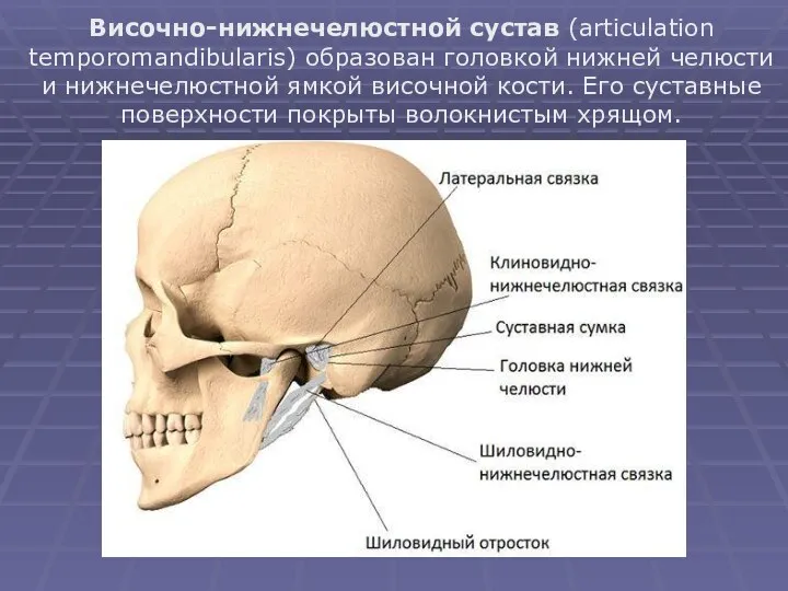 Височно-нижнечелюстной сустав (articulation temporomandibularis) образован головкой нижней челюсти и нижнечелюстной ямкой височной