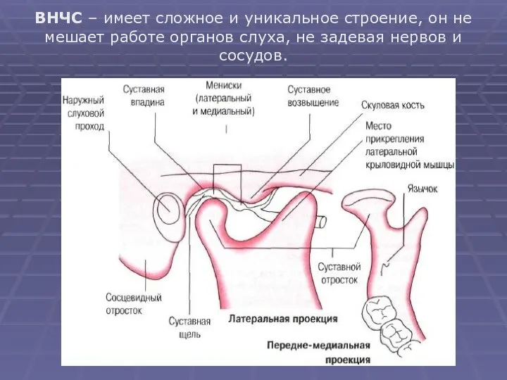 ВНЧС – имеет сложное и уникальное строение, он не мешает работе органов