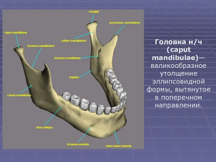 Головка н/ч (caput mandibulae)— валикообразное утолщение эллипсовидной формы, вытянутое в поперечном направлении.