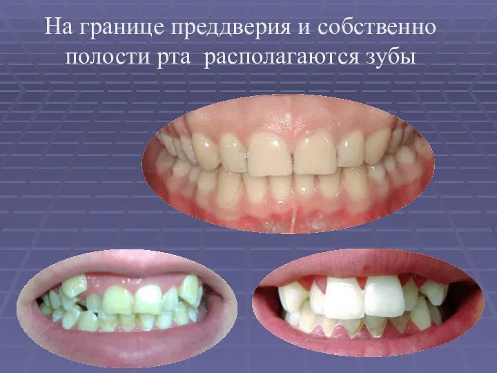 На границе преддверия и собственно полости рта располагаются зубы