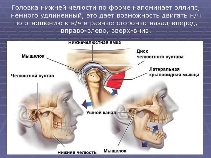 Головка нижней челюсти по форме напоминает эллипс, немного удлиненный, это дает возможность