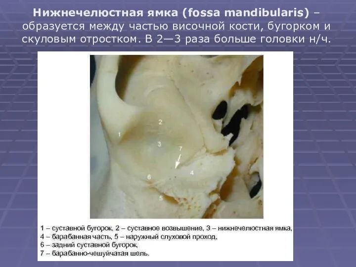 Нижнечелюстная ямка (fossa mandibularis) – образуется между частью височной кости, бугорком и
