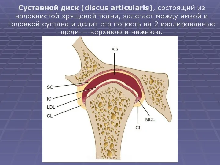 Суставной диск (discus articularis), состоящий из волокнистой хрящевой ткани, залегает между ямкой
