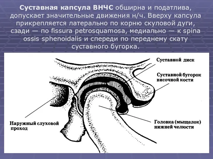 Суставная капсула ВНЧС обширна и податлива, допускает значительные движения н/ч. Вверху капсула