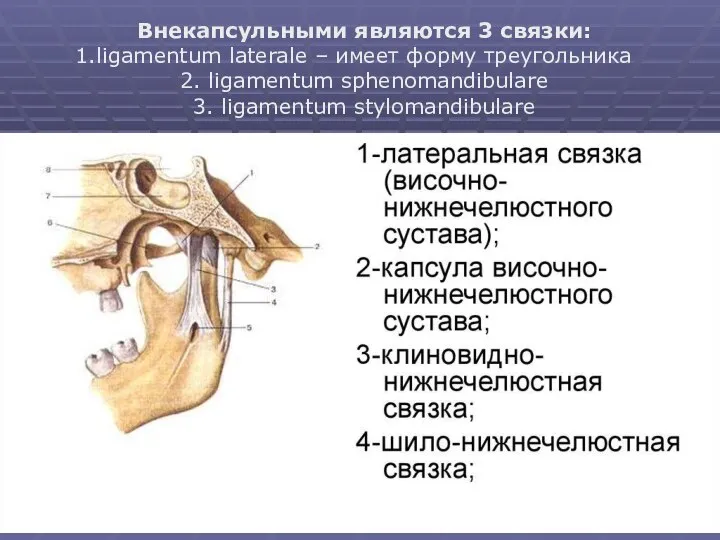 Внекапсульными являются 3 связки: ligamentum laterale – имеет форму треугольника 2. ligamentum sphenomandibulare 3. ligamentum stylomandibularе