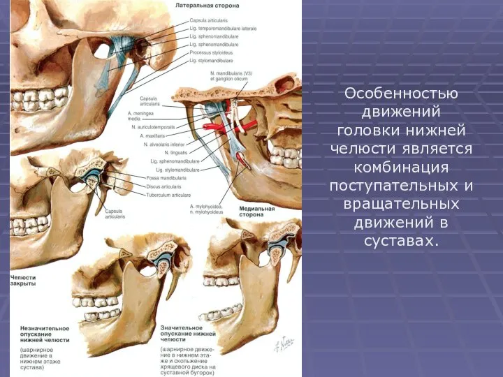 Особенностью движений головки нижней челюсти является комбинация поступательных и вращательных движений в суставах.