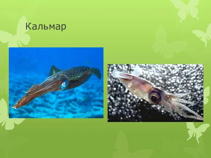 Кальмар