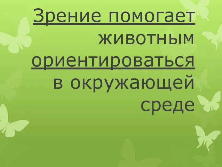 Зрение помогает животным ориентироваться в окружающей среде