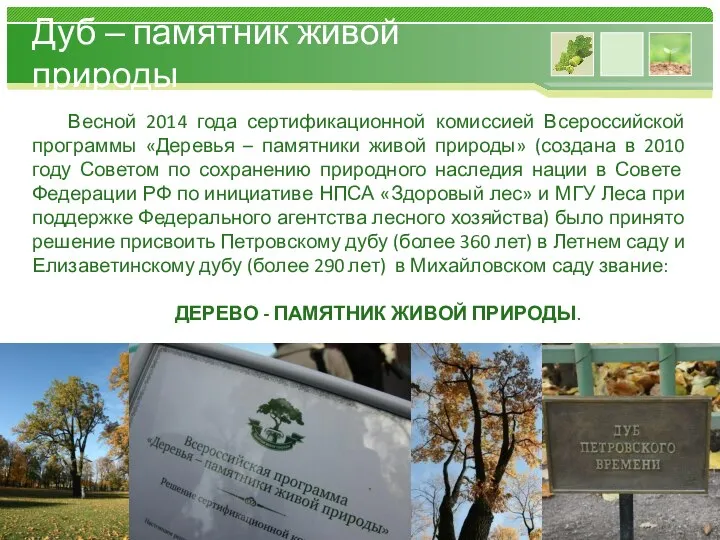 Весной 2014 года сертификационной комиссией Всероссийской программы «Деревья – памятники живой природы»
