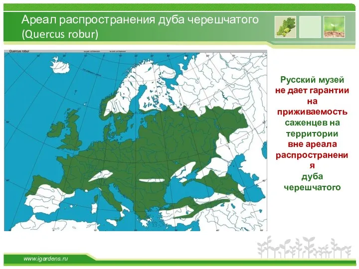 Ареал распространения дуба черешчатого (Quercus robur) Русский музей не дает гарантии на