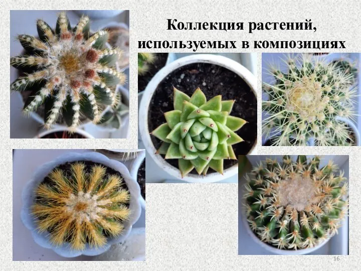 Коллекция растений, используемых в композициях