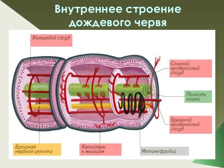 Внутреннее строение дождевого червя