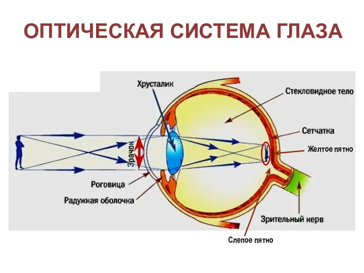 ОПТИЧЕСКАЯ СИСТЕМА ГЛАЗА Желтое пятно Слепое пятно