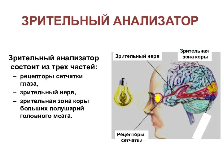 Зрительный анализатор состоит из трех частей: рецепторы сетчатки глаза, зрительный нерв, зрительная