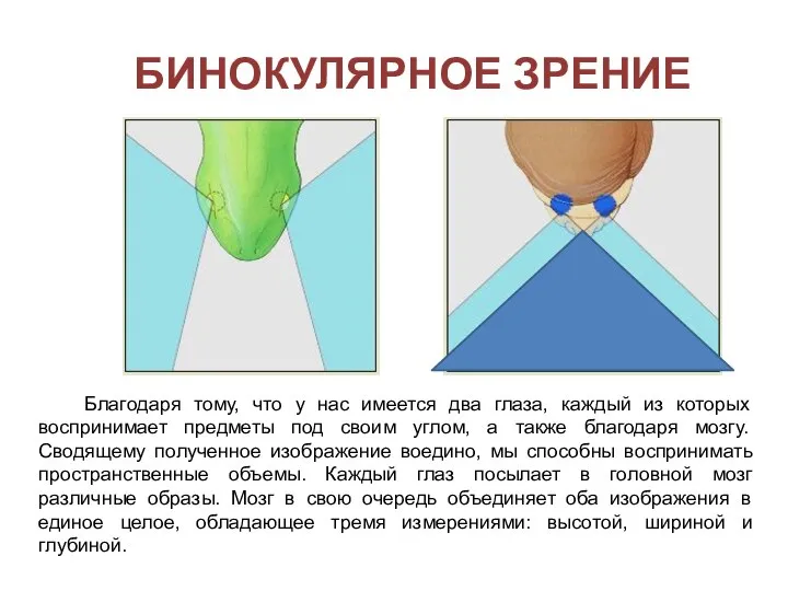 БИНОКУЛЯРНОЕ ЗРЕНИЕ Благодаря тому, что у нас имеется два глаза, каждый из