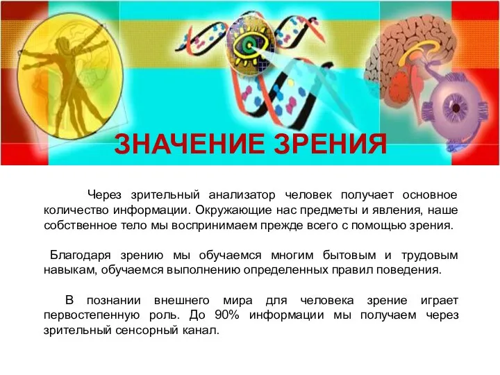 Через зрительный анализатор человек получает основное количество информации. Окружающие нас предметы и