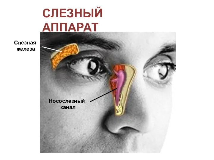 СЛЕЗНЫЙ АППАРАТ Носослезный канал Слезная железа