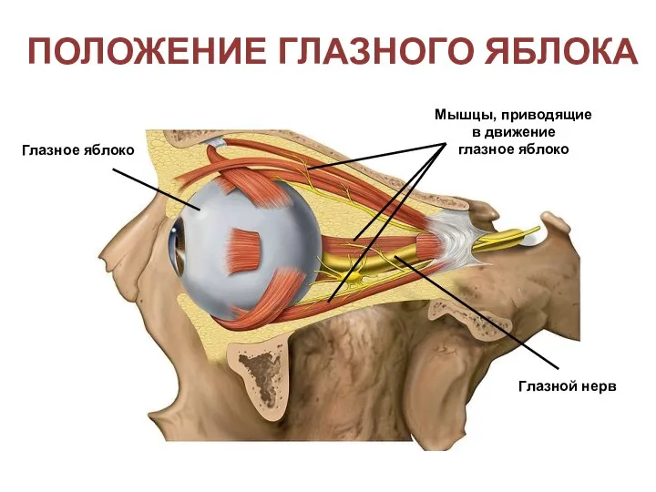 Глазное яблоко ПОЛОЖЕНИЕ ГЛАЗНОГО ЯБЛОКА Мышцы, приводящие в движение глазное яблоко Глазной нерв