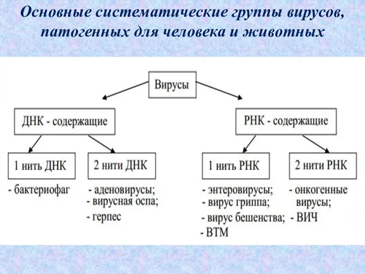 Основные систематические группы вирусов, патогенных для человека и животных