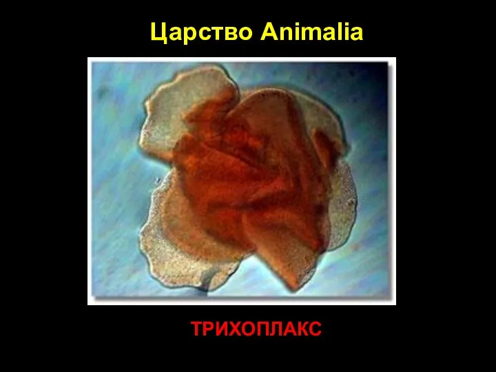 Царство Animalia ТРИХОПЛАКС