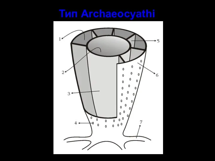 Тип Archaeocyathi