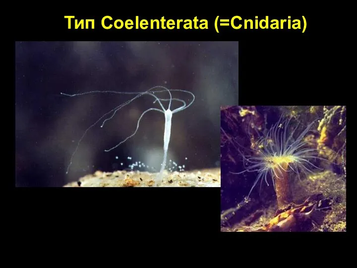 Тип Coelenterata (=Cnidaria)