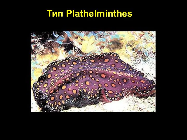 Тип Plathelminthes