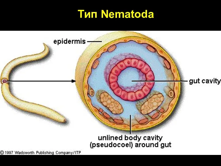 Тип Nematoda