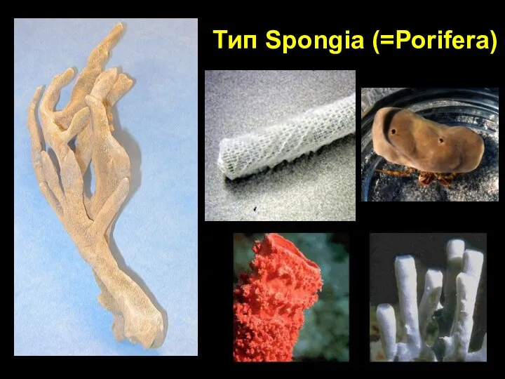 Тип Spongia (=Porifera)
