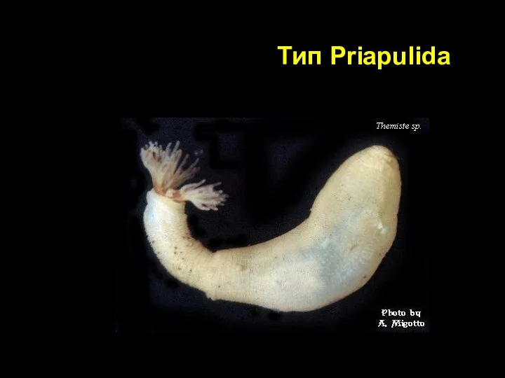 Тип Priapulida