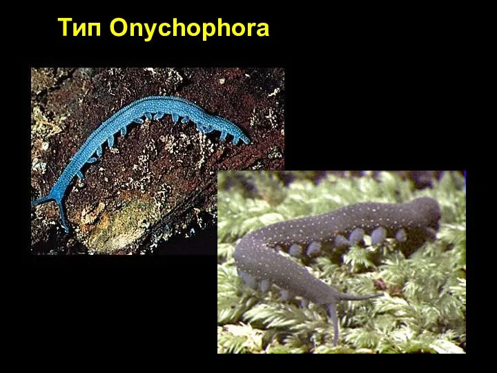 Тип Onychophora
