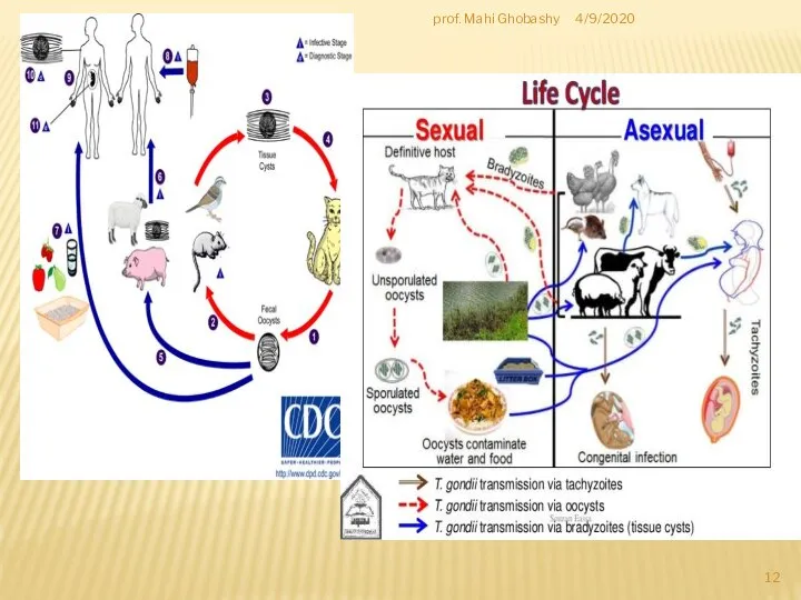 4/9/2020 prof. Mahi Ghobashy