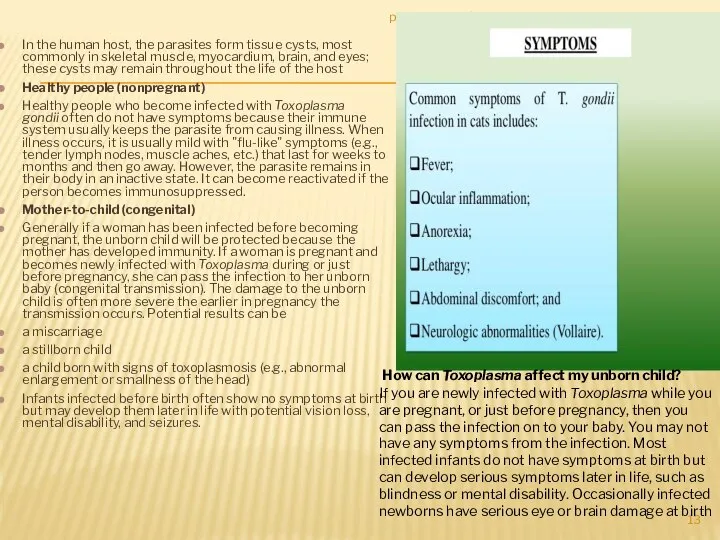 In the human host, the parasites form tissue cysts, most commonly in