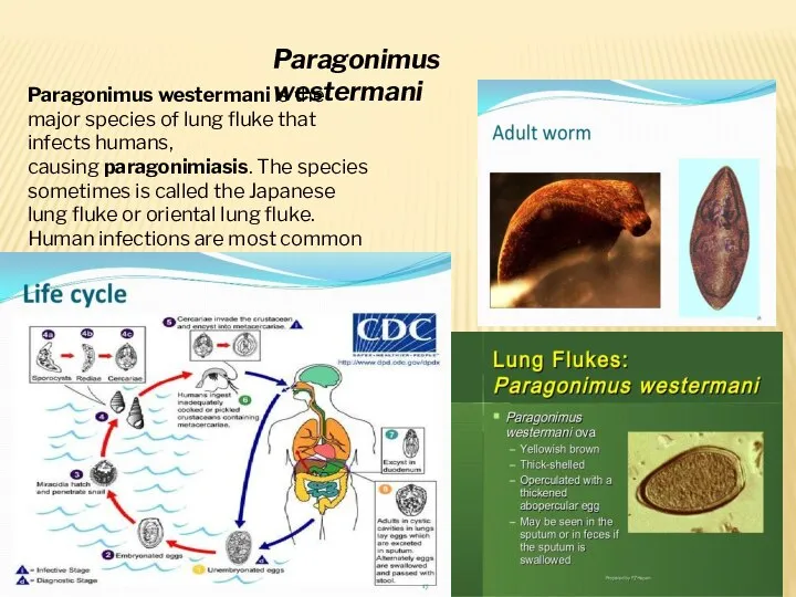 Paragonimus westermani is the major species of lung fluke that infects humans,