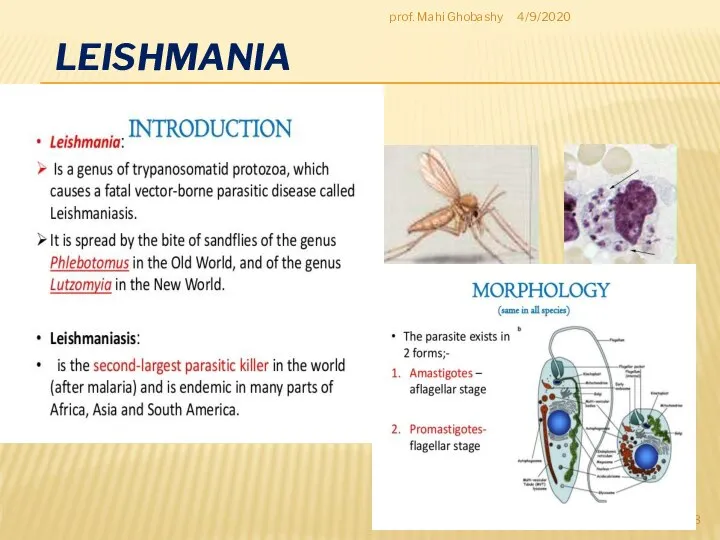 LEISHMANIA 4/9/2020 prof. Mahi Ghobashy