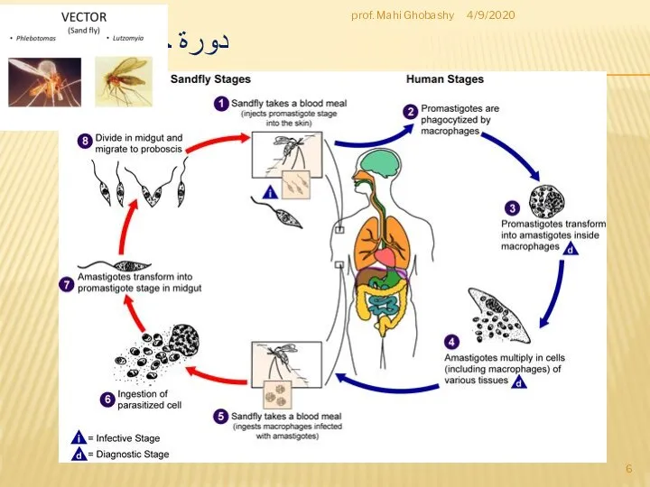 دورة حياة الليشمانيا 4/9/2020 prof. Mahi Ghobashy