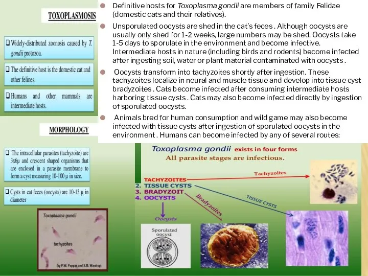 Definitive hosts for Toxoplasma gondii are members of family Felidae (domestic cats