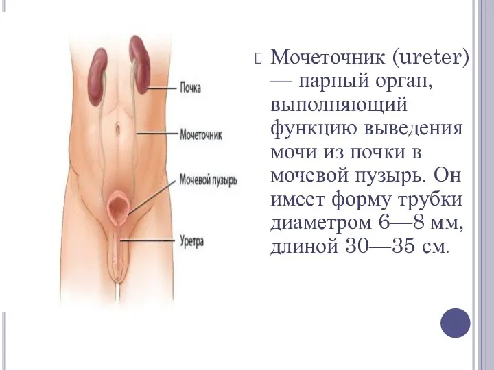 Мочеточник (ureter) — парный орган, выполняющий функцию выведения мочи из почки в