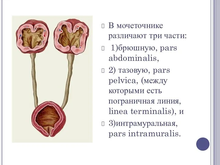 В мочеточнике различают три части: 1)брюшную, pars abdominalis, 2) тазовую, pars pelvica,