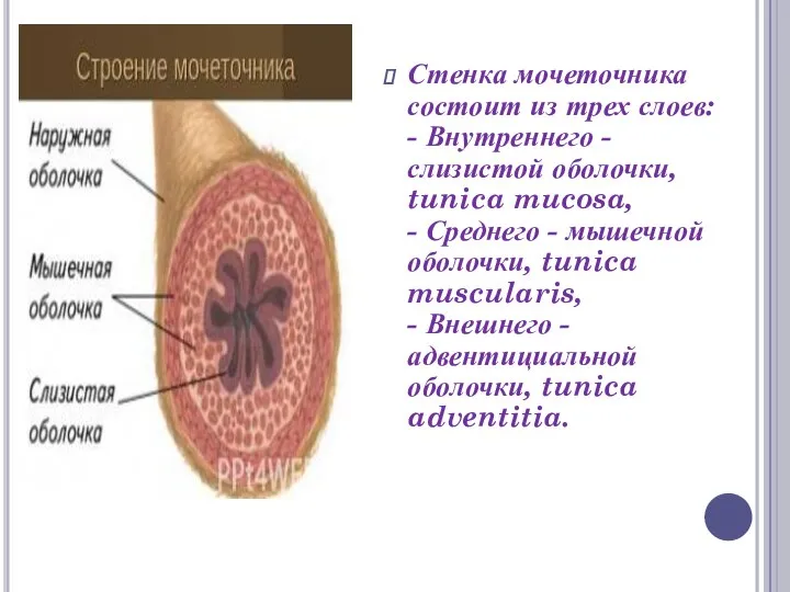 Стенка мочеточника состоит из трех слоев: - Внутреннего - слизистой оболочки, tunica